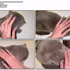 #533 - Petting My Cat With Natural Long Nails