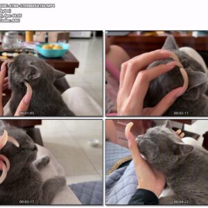 #816 - Scratching My Cat With Natural Long Nails