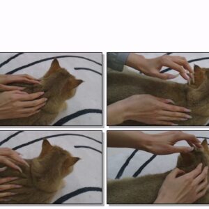 #714 – VR/3D – Scratching My Cat With My Natural Nails